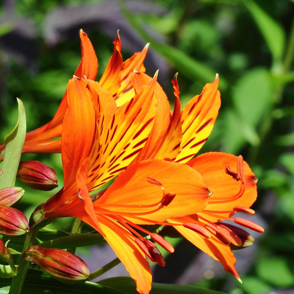 Alstroemeria aurantiaca Orange King