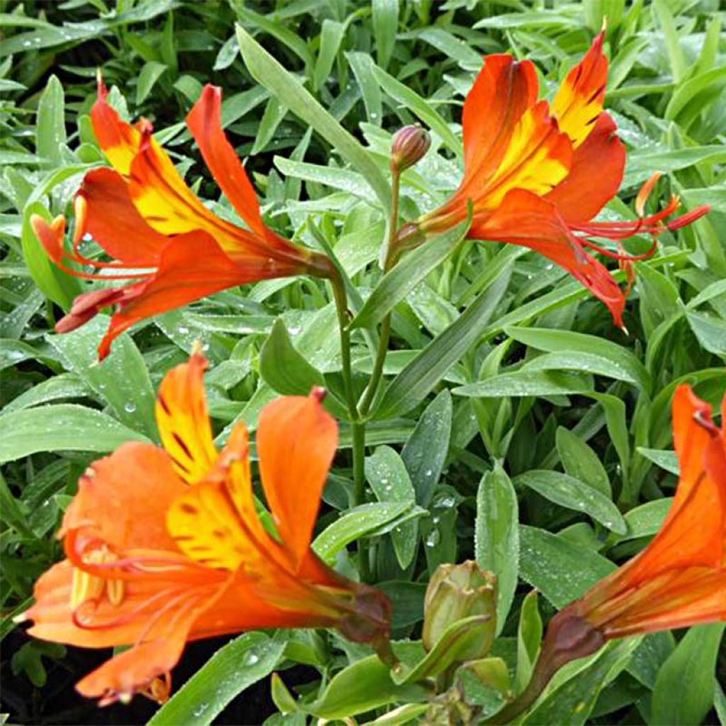 Alstroemeria aurantiaca Orange King