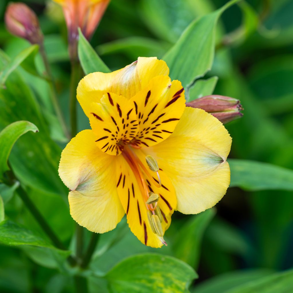 Alstroemeria New Yellow