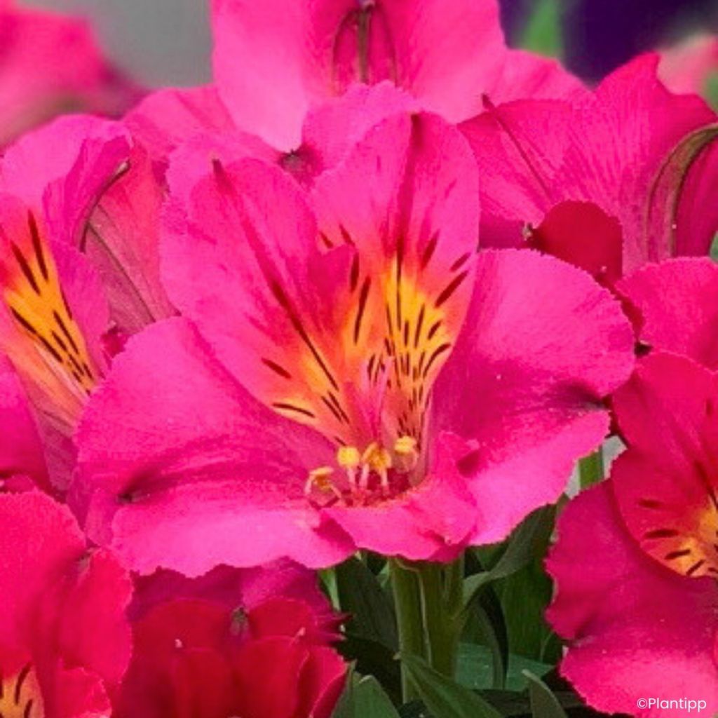 Alstroemeria Incalys Cherry