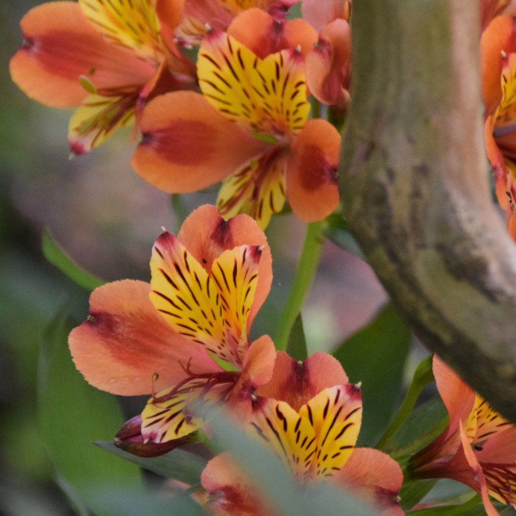 Alstroemeria Inticancha Bryce