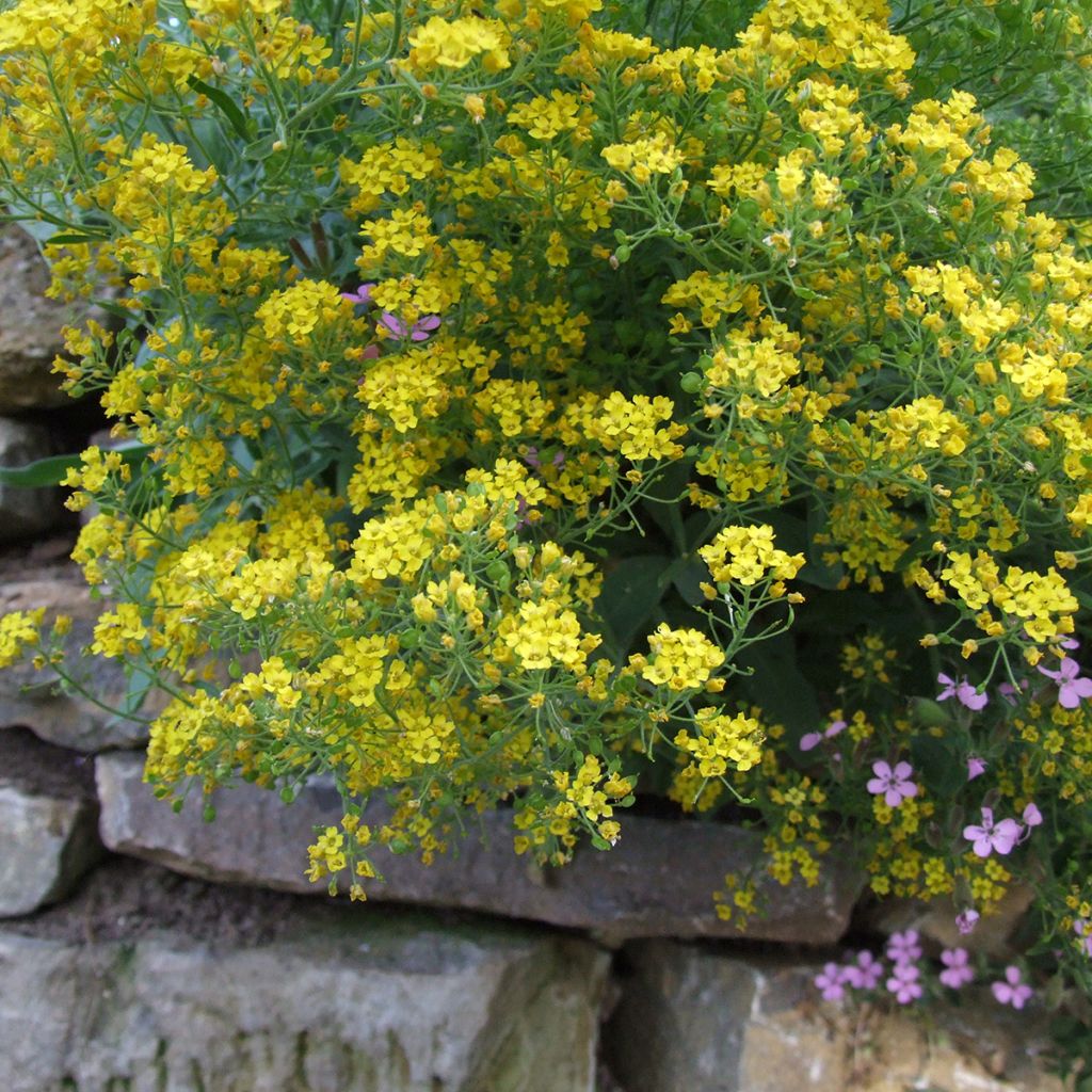Alyssum montanum Berggold - Alisso montanino