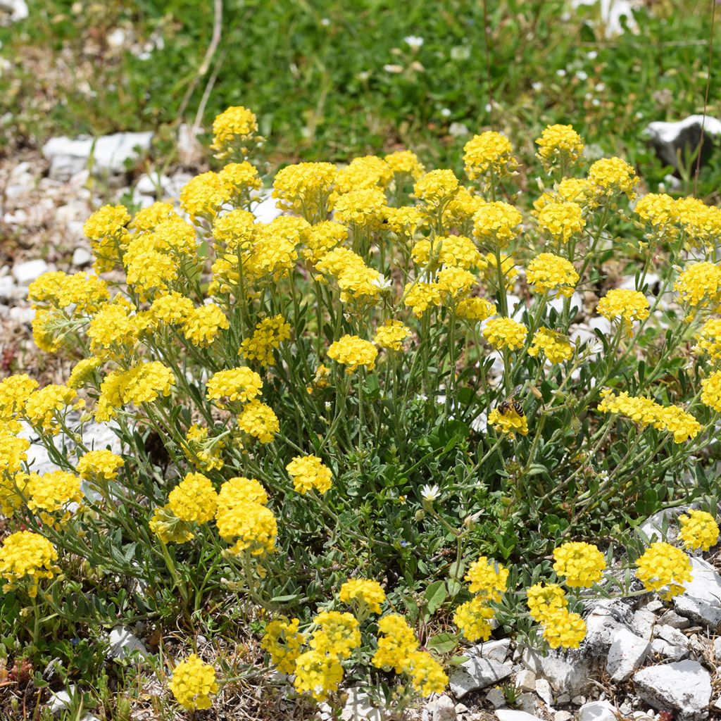 Alyssum montanum Berggold - Alisso montanino