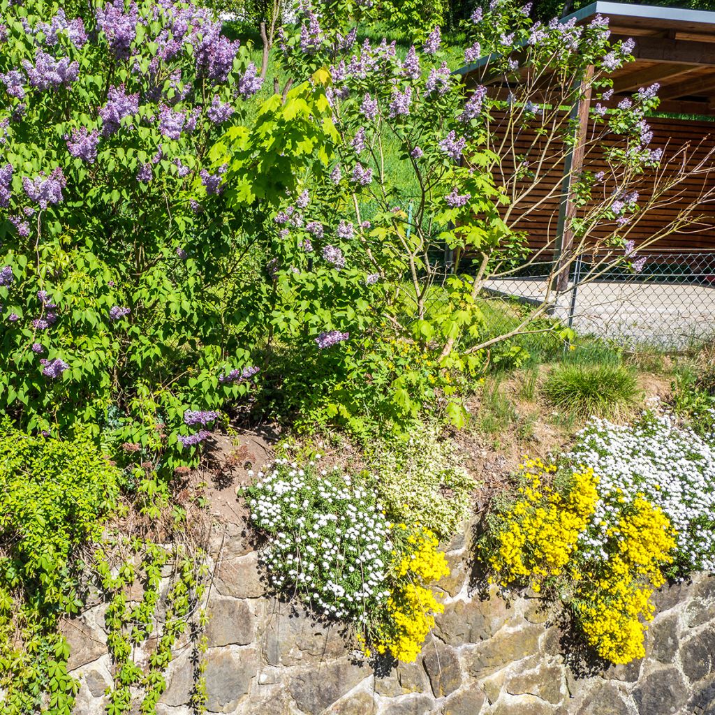 Alyssum saxatilis Goldkugel - Alisso giallo