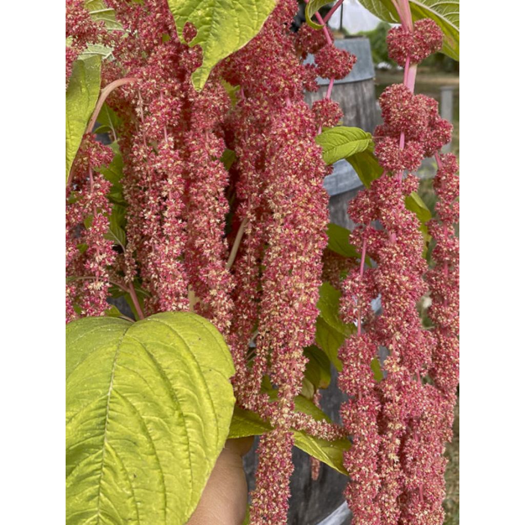 Amaranto Coral Fountain - Amaranthus