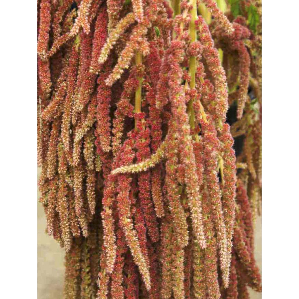 Amaranto Coral Fountain - Amaranthus