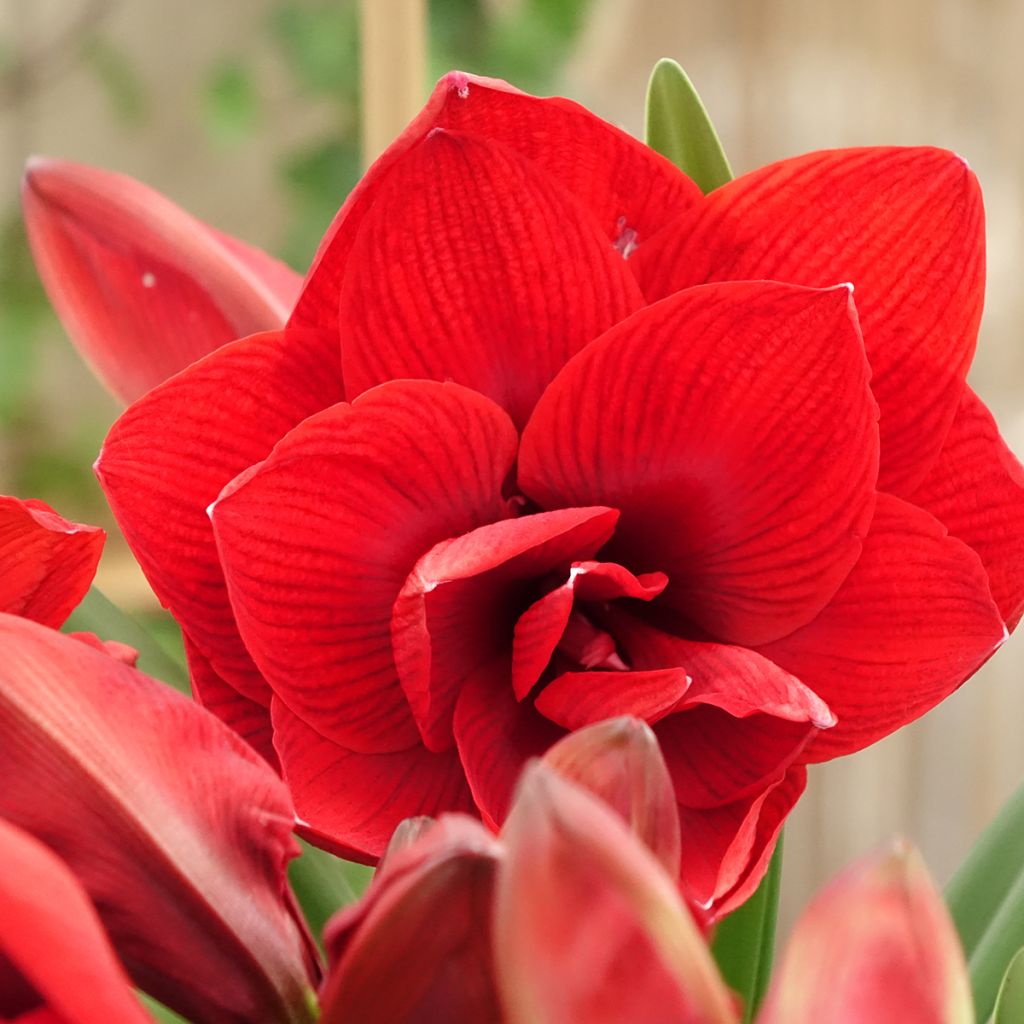 Amaryllis Double Dragon - Hypeastrum