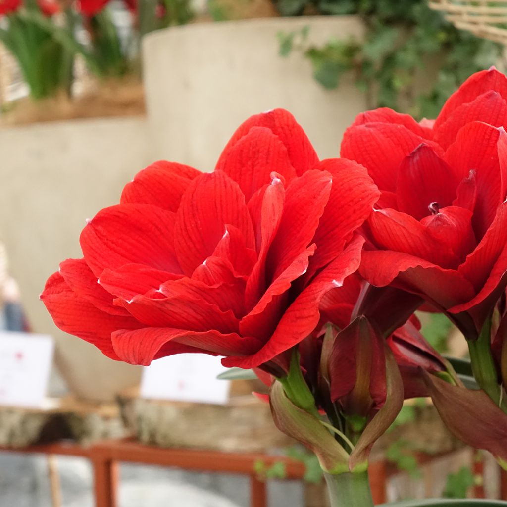 Amaryllis Double Dragon - Hypeastrum