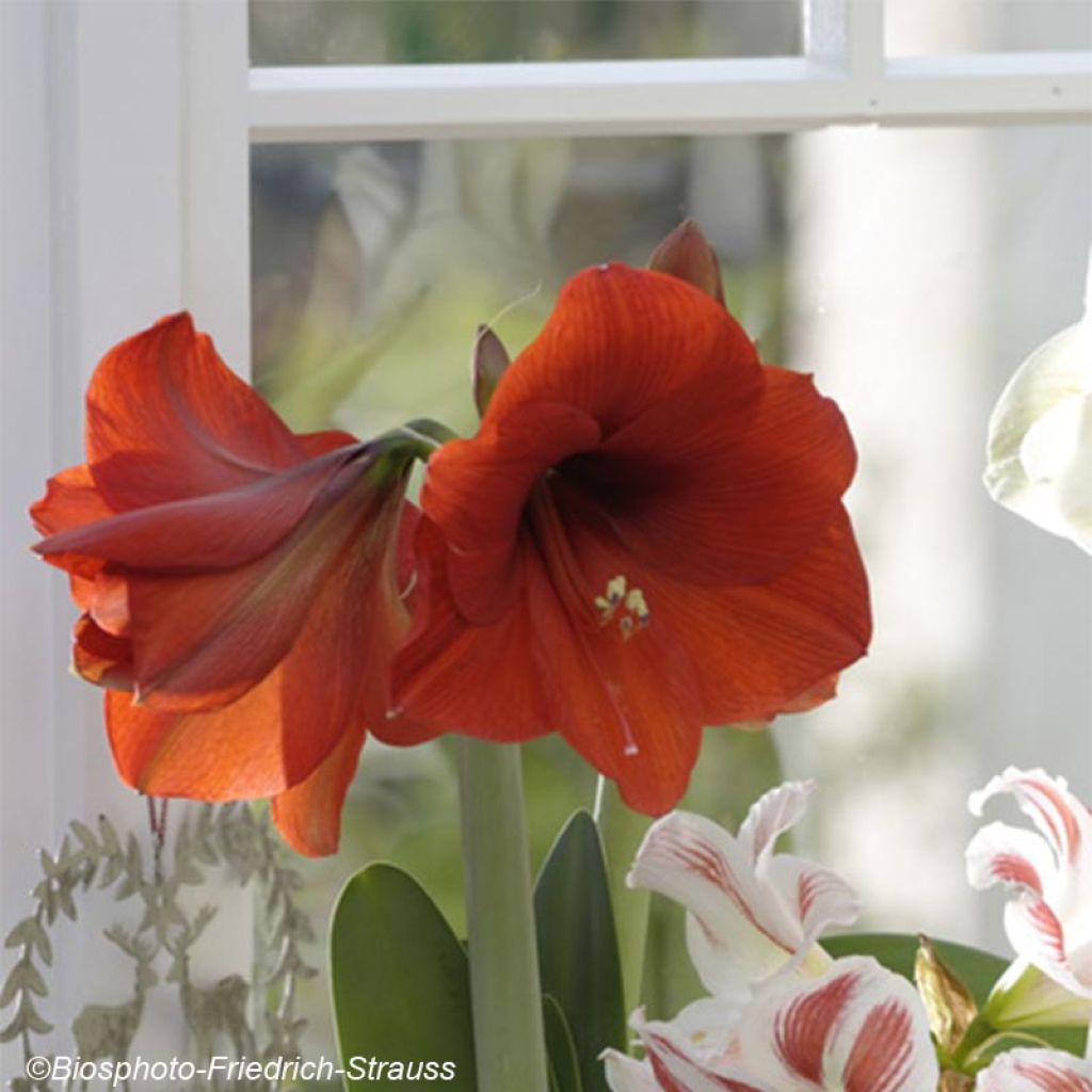 Amaryllis Red Lion - Hippeastrum