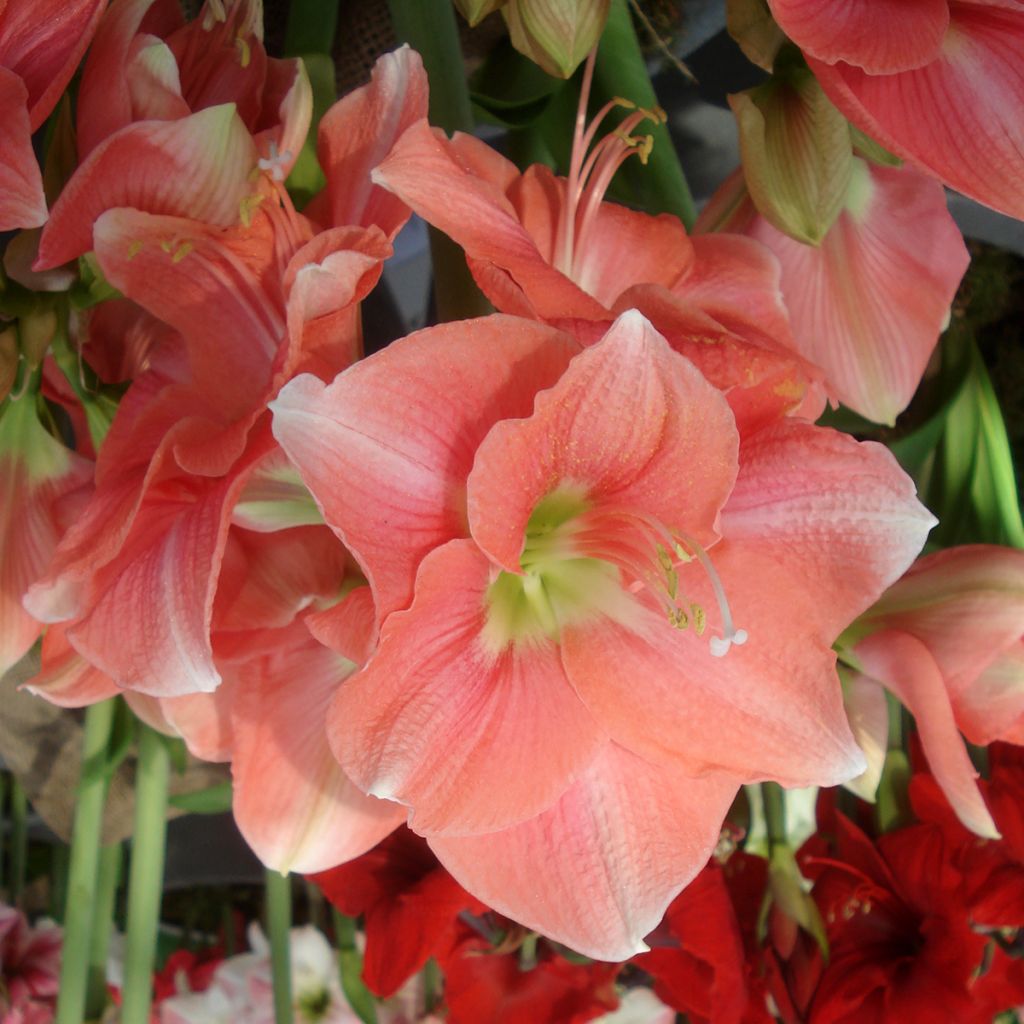 Amaryllis Rosalie - Hippeastrum