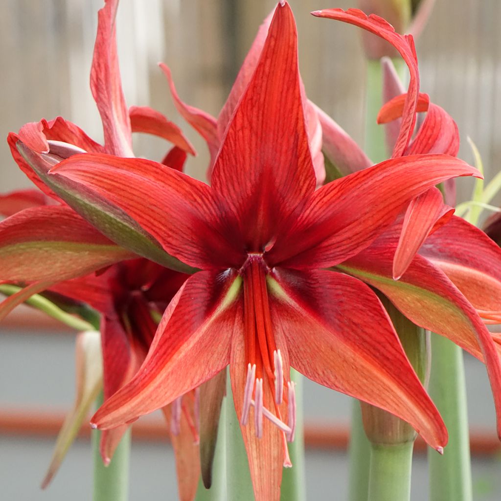 Amaryllis Cybester Bogota - Hippeastrum 