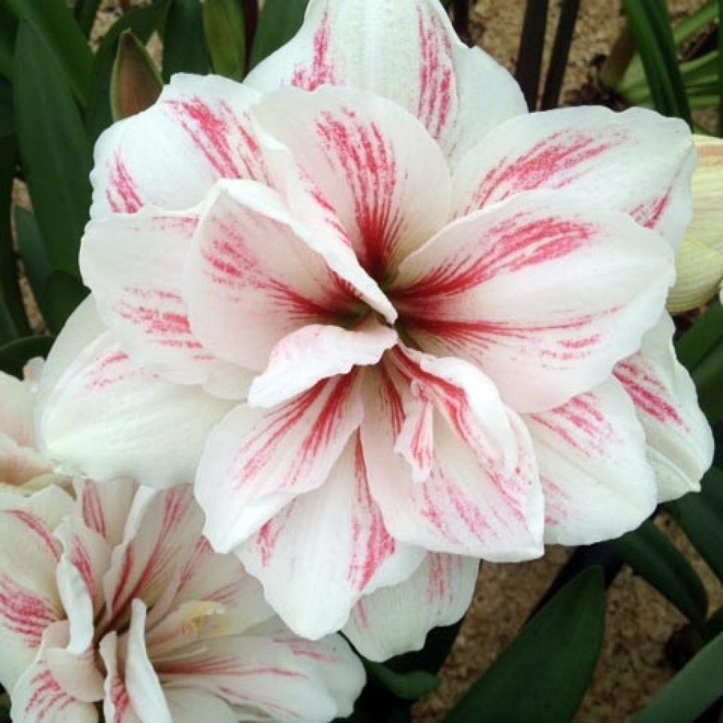 Amaryllis Aquaro - Hippeastrum