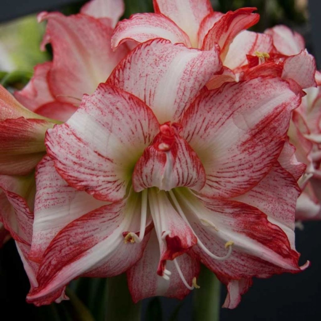 Amaryllis Double Record
