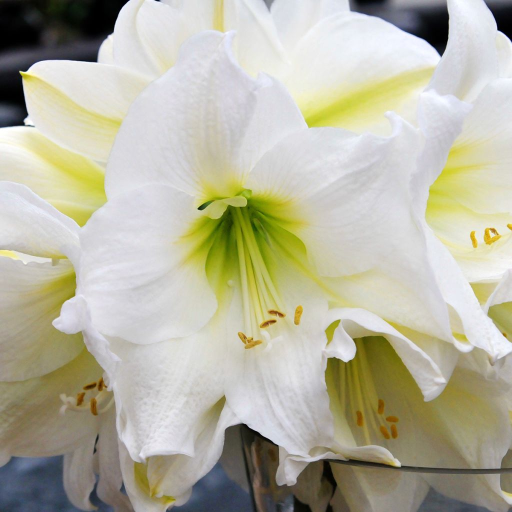 Amaryllis Christmas Gift - Hippeastrum