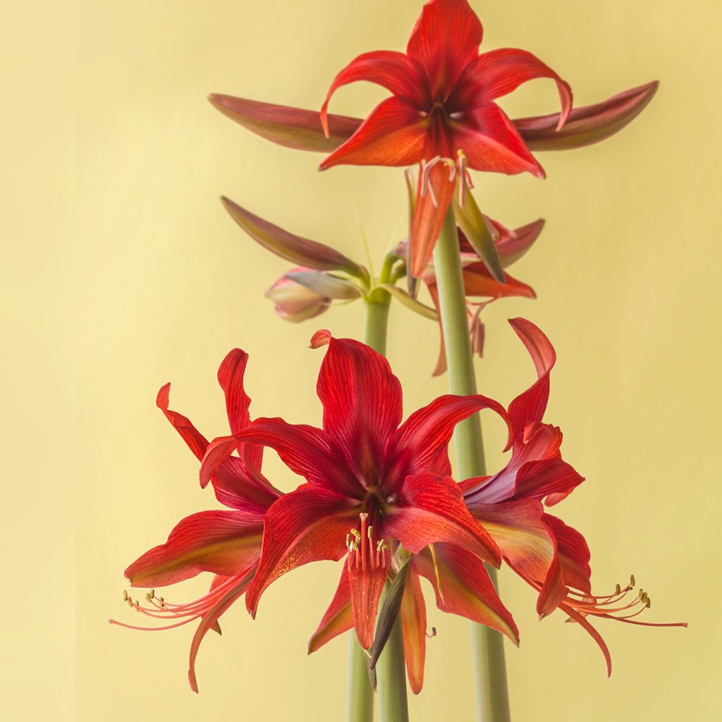 Amaryllis Cybester Bogota - Hippeastrum 