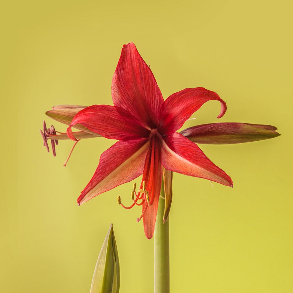 Amaryllis Cybester Bogota - Hippeastrum 