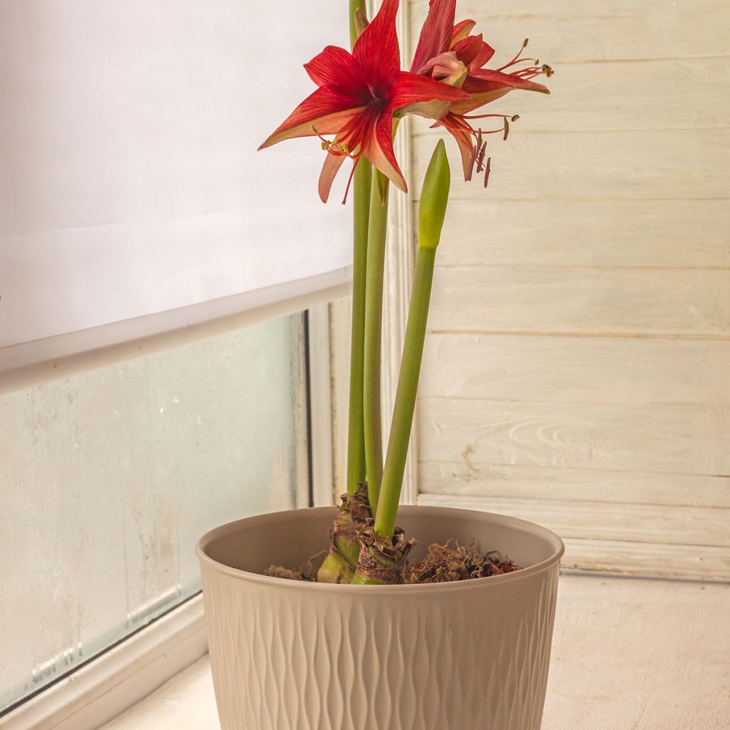 Amaryllis Cybester Bogota - Hippeastrum 