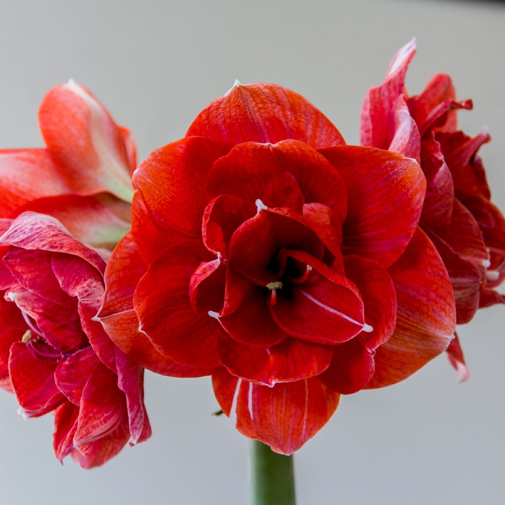 Amaryllis Double Dragon - Hypeastrum