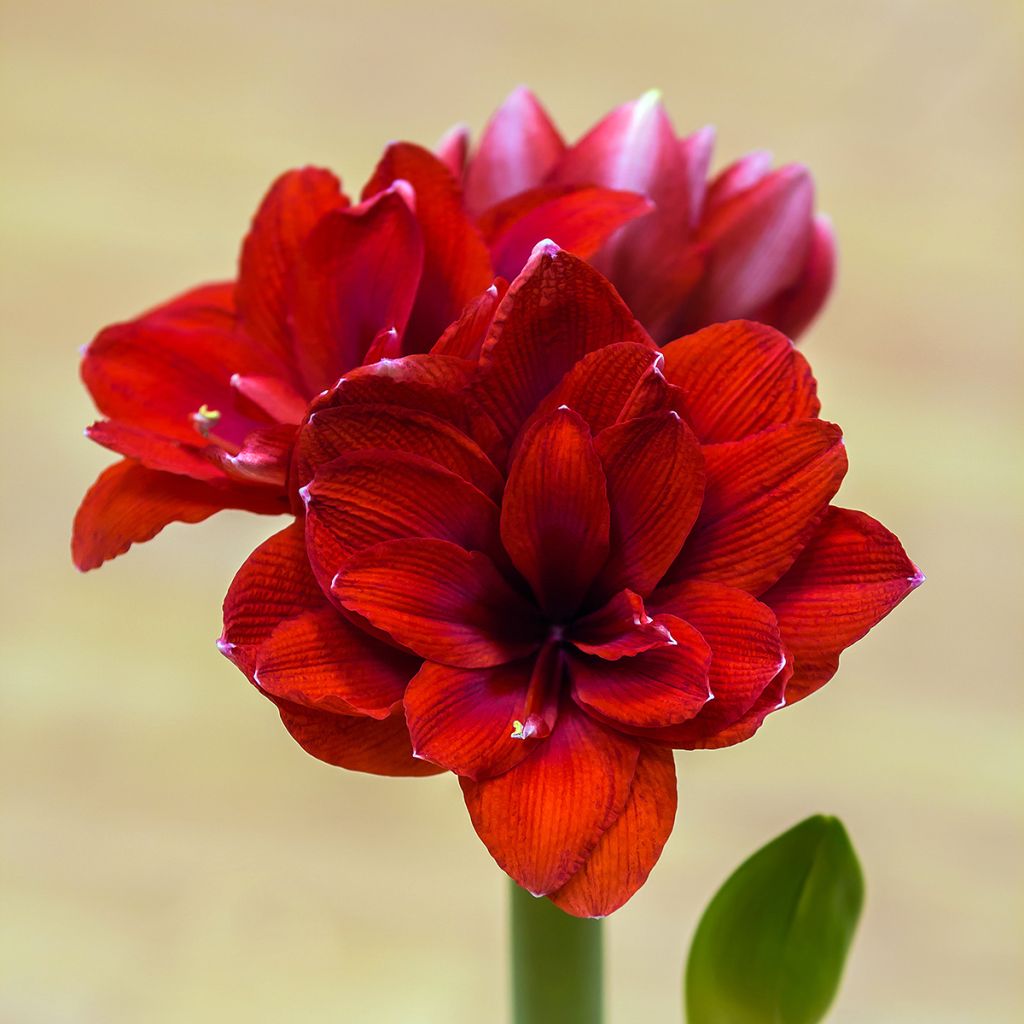 Amaryllis Double Dragon - Hypeastrum