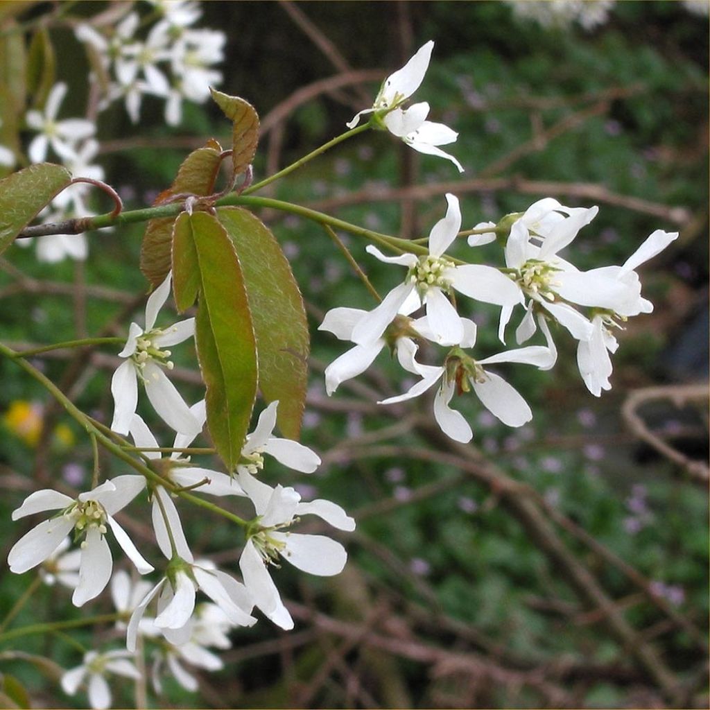 Amelanchier canadensis - Pero corvino