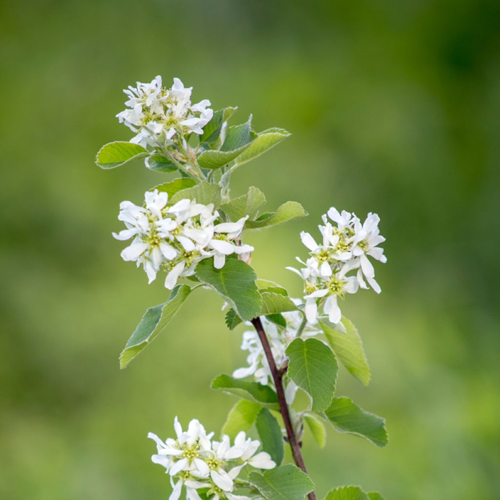 Amelanchier canadensis - Pero corvino