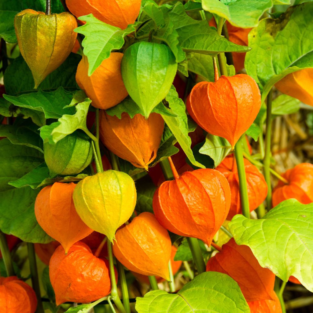 Amour en cage - Physalis franchetii