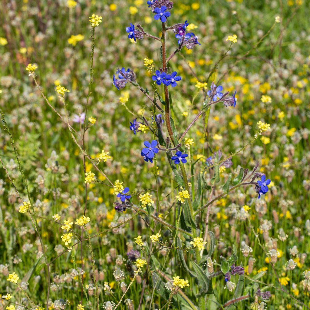 Anchusa azurea Feltham Pride - Buglossa azzurra