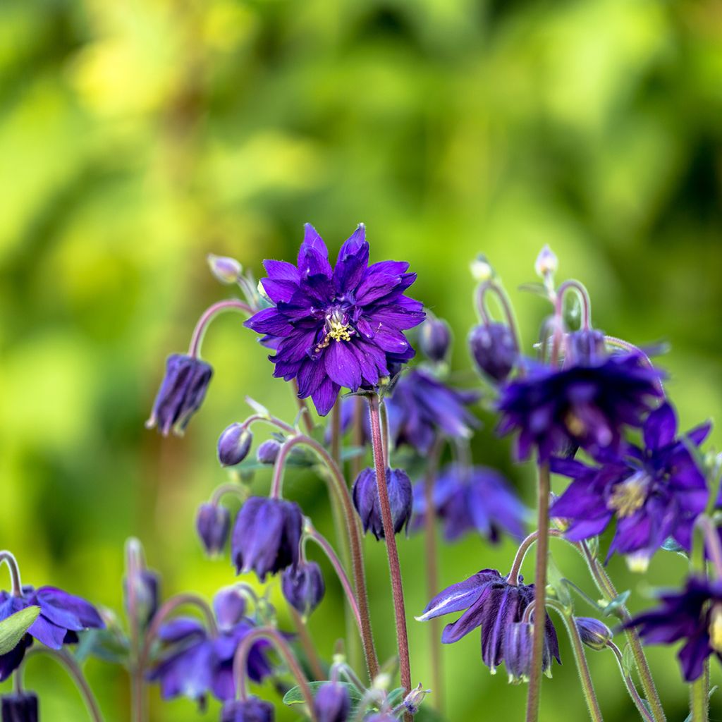 Aquilegia vulgaris Blue Barlow