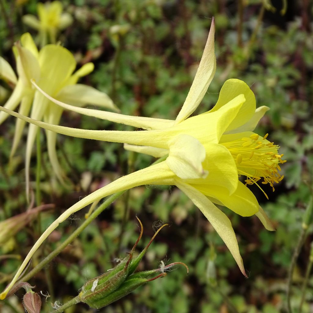Aquilegia chrysantha Yellow Queen