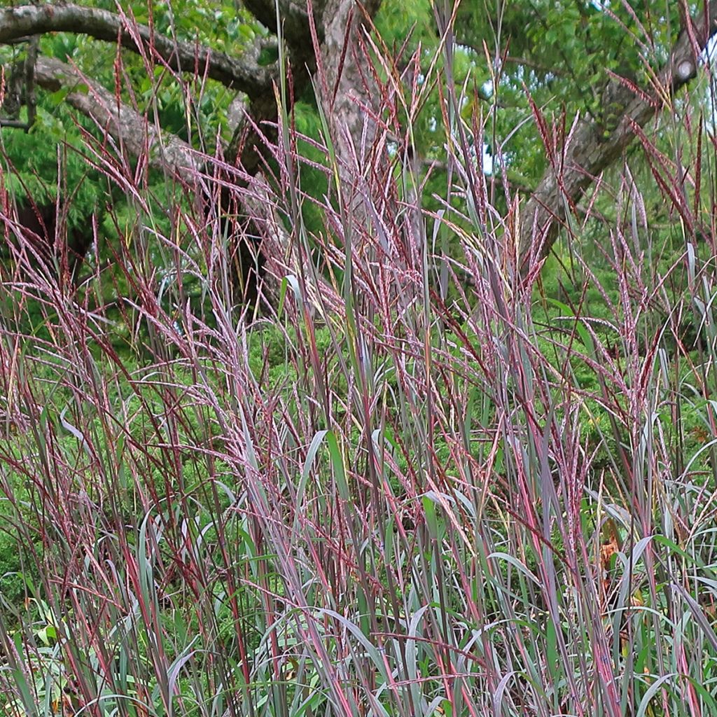 Andropogon gerardii Blackhawks