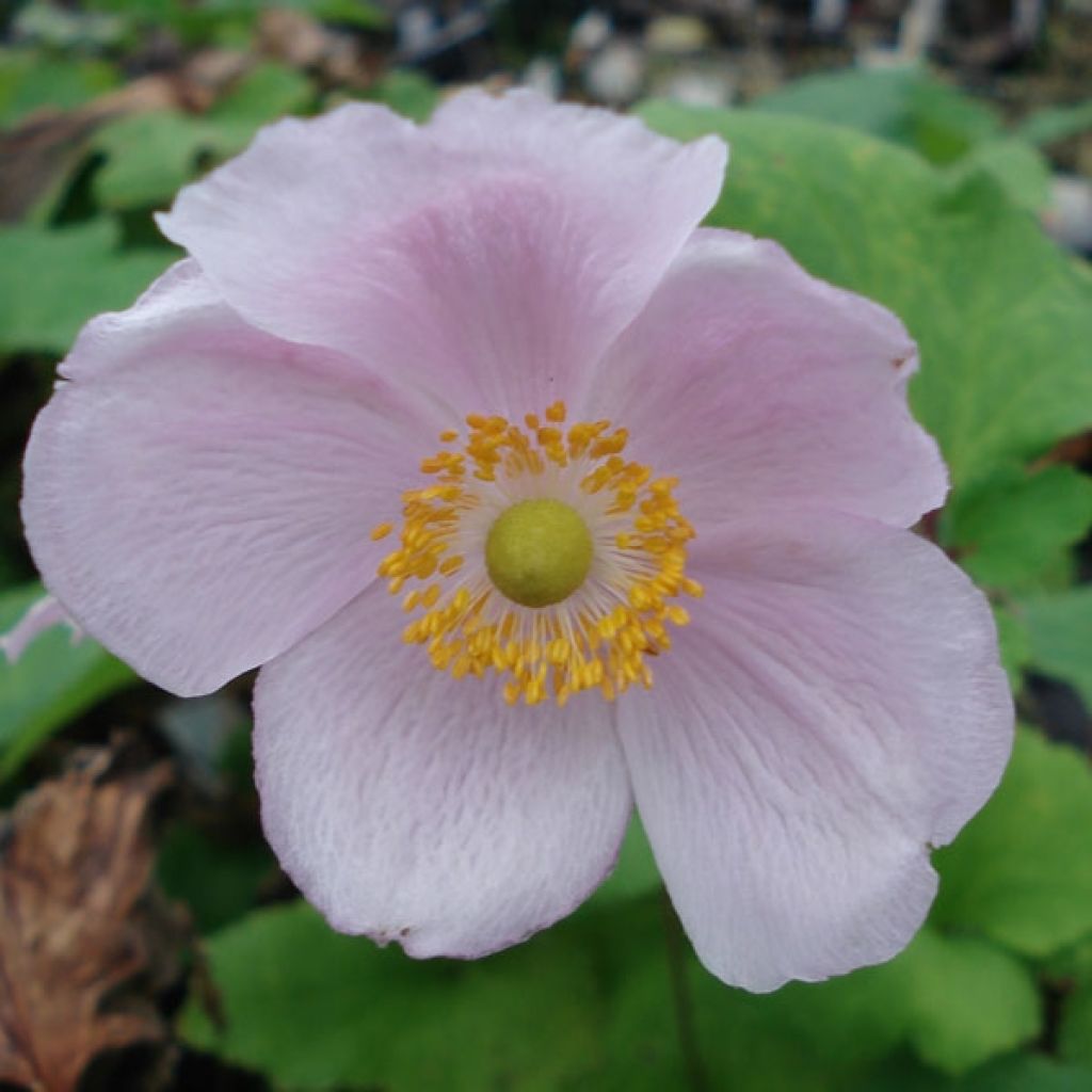Anemone hupehensis September Charm - Anemone giapponese