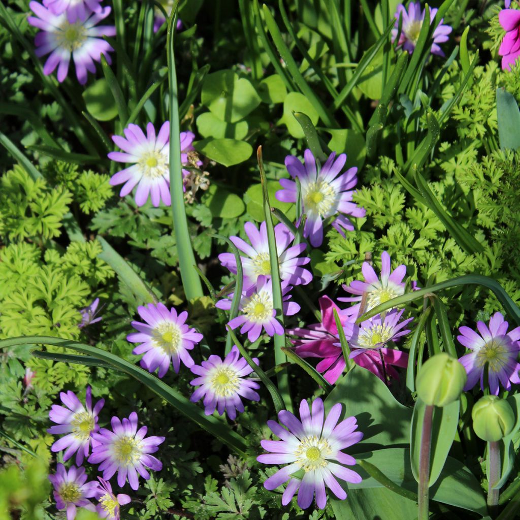 Anemone blanda Charmer