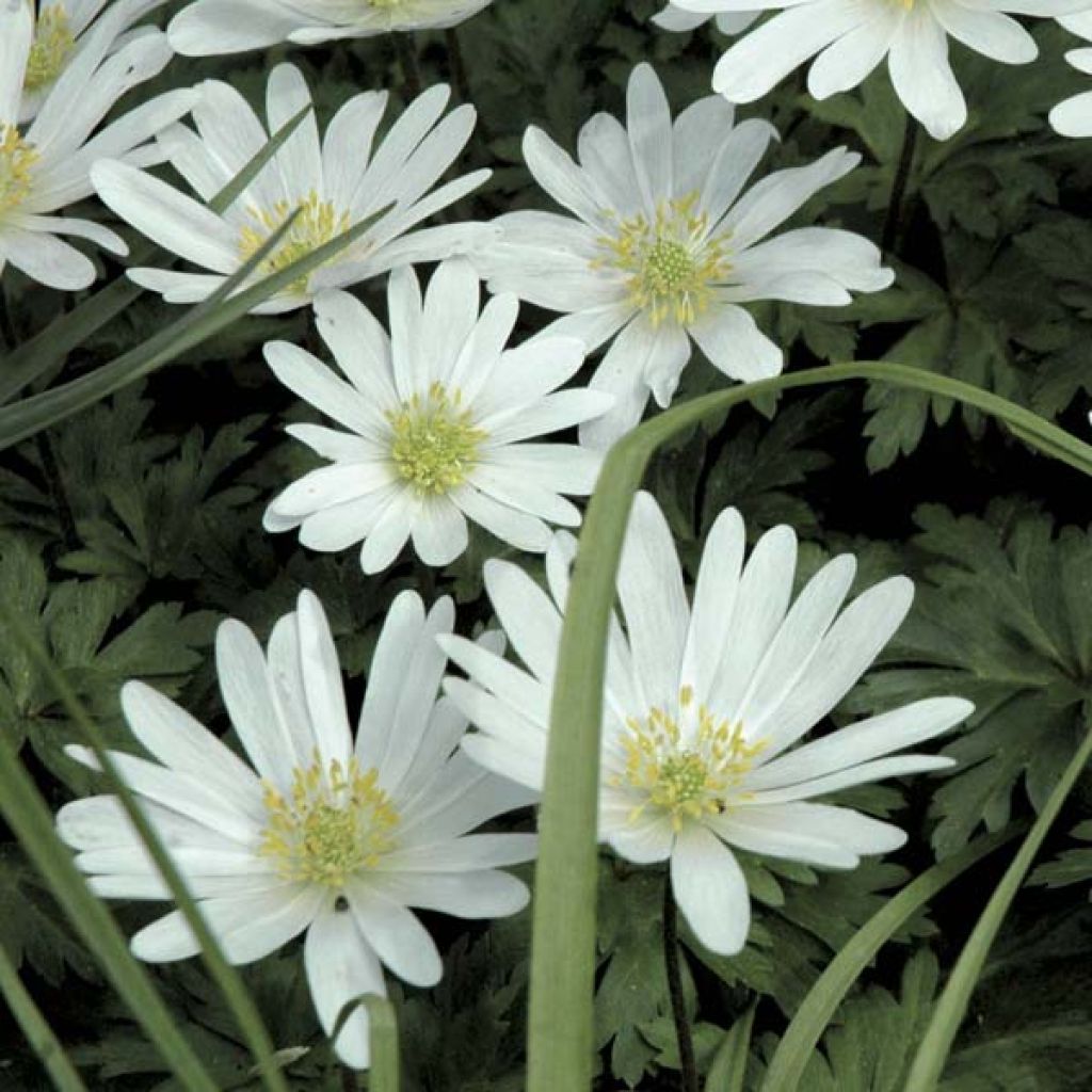 Anemone blanda White Splendour