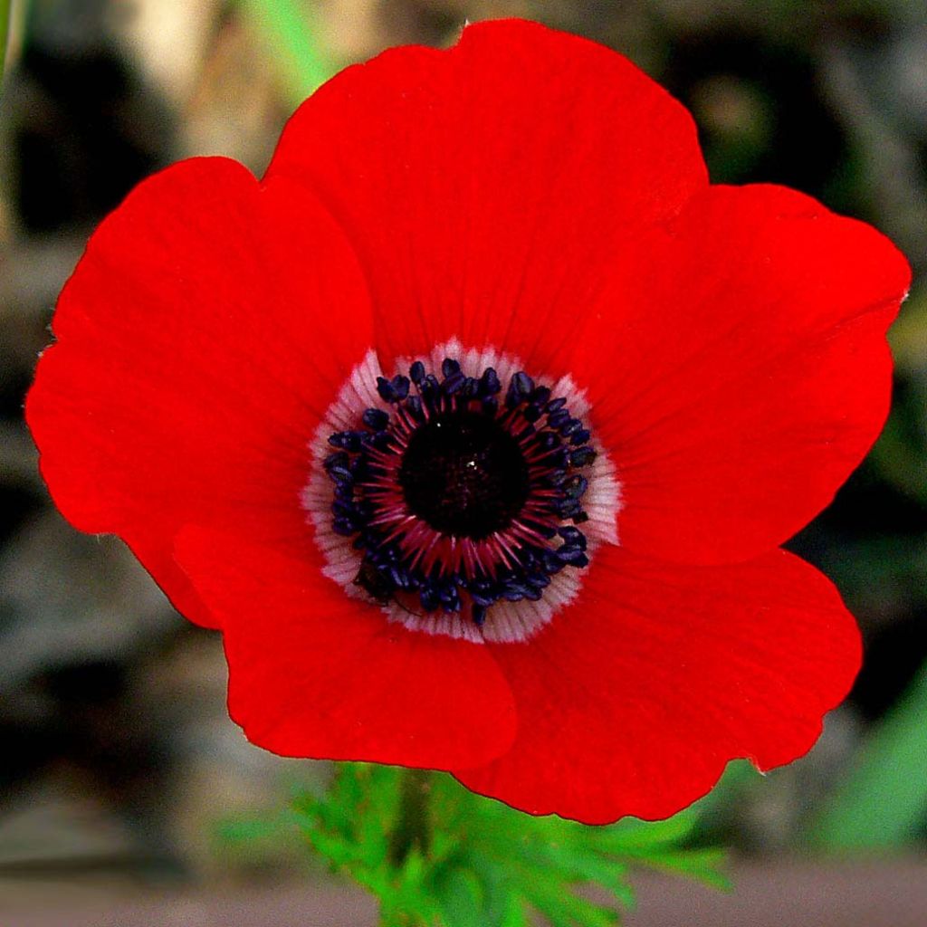 Anemone coronaria Hollandia - Anemone dei fiorai