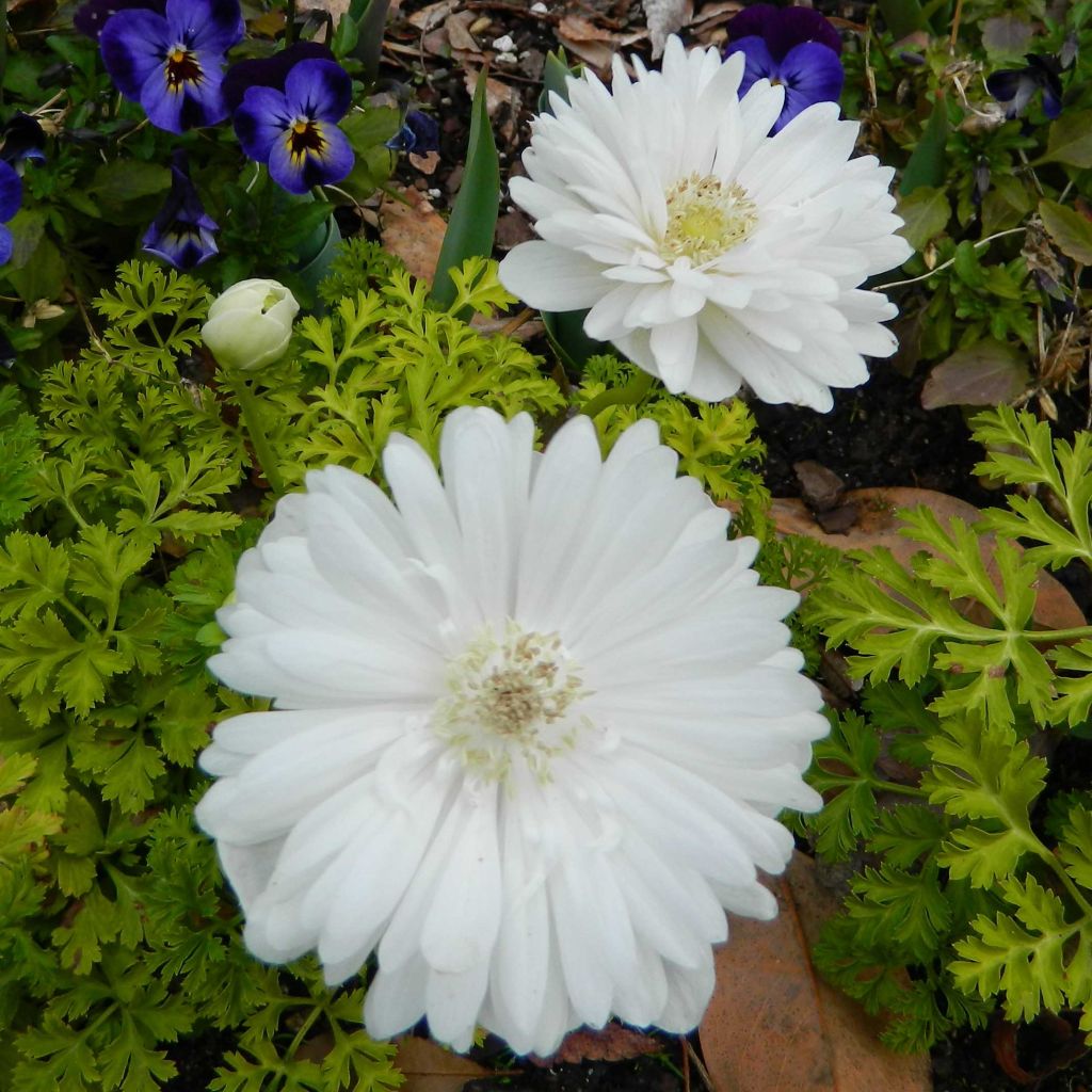 Anemone coronaria Mount Everest - Anémone de Caen