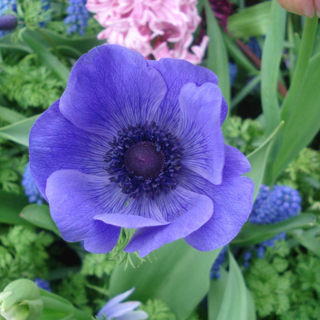 Anemone coronaria Mr Fokker - Anemone dei fiorai