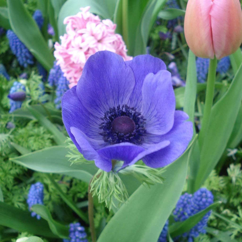Anemone coronaria Mr Fokker - Anemone dei fiorai
