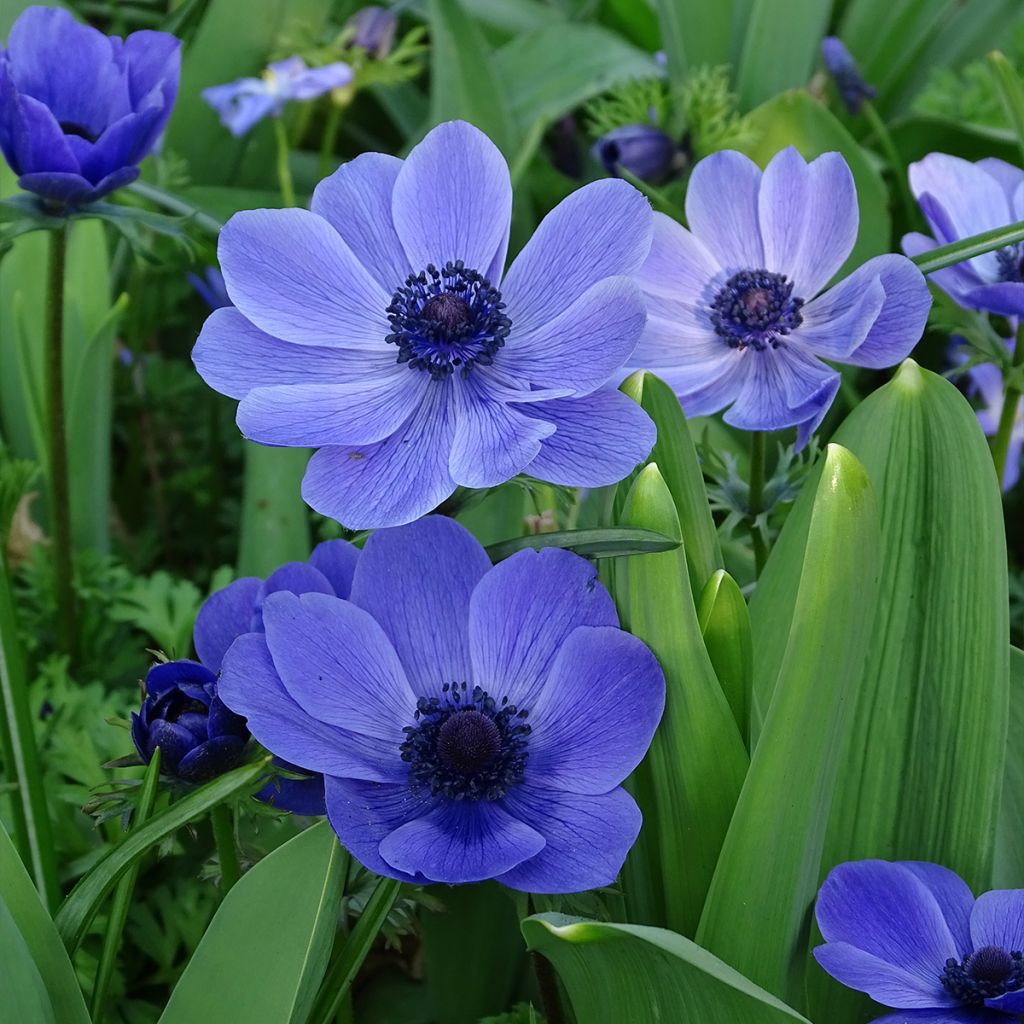 Anemone coronaria Mr Fokker - Anemone dei fiorai