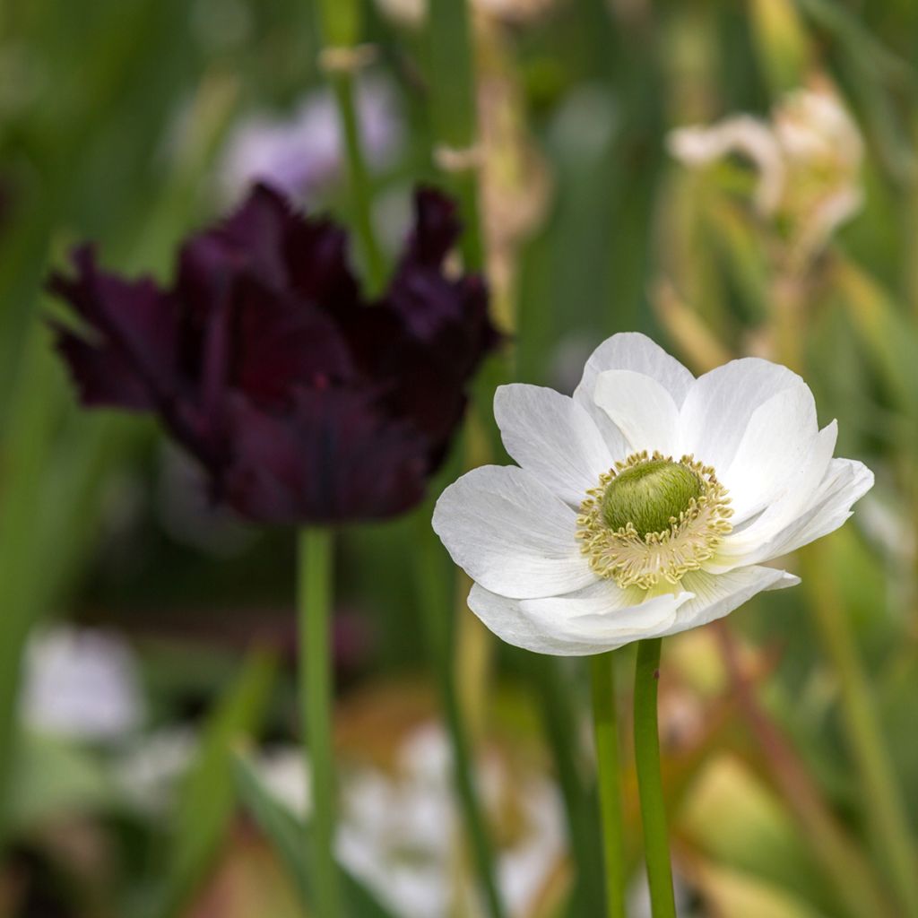 Anemone coronaria The Bride - Anemone dei fiorai