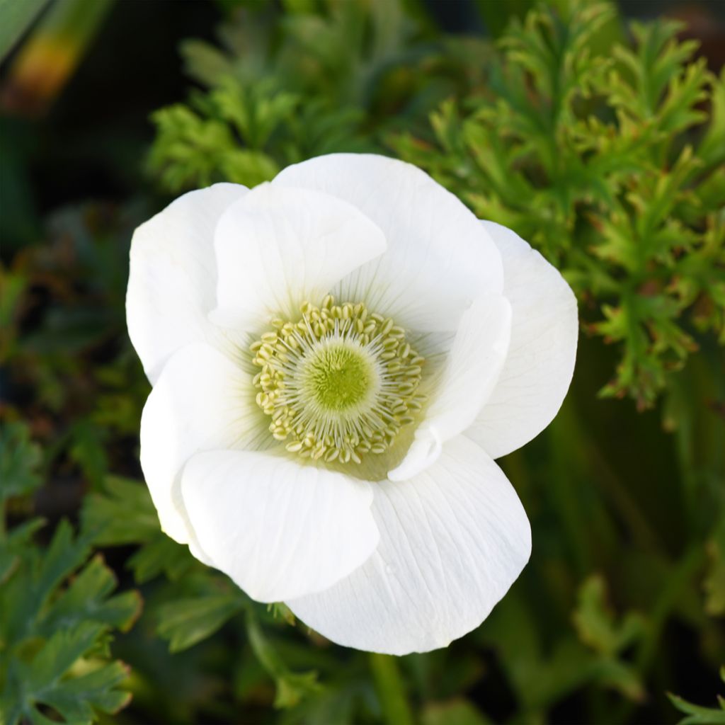 Anemone coronaria The Bride - Anemone dei fiorai