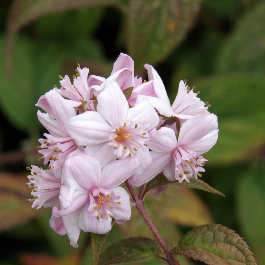 Deutzia Mont Rose