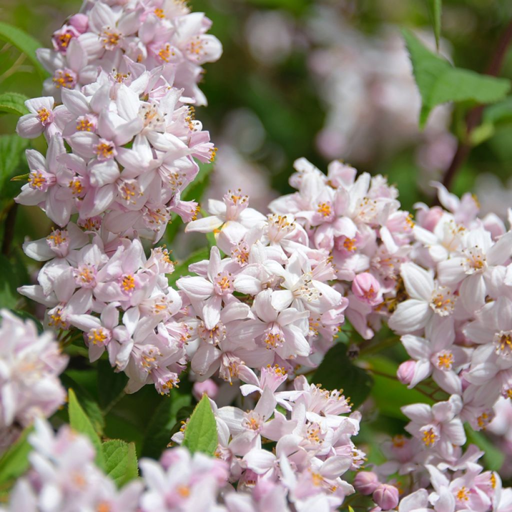 Deutzia Mont Rose