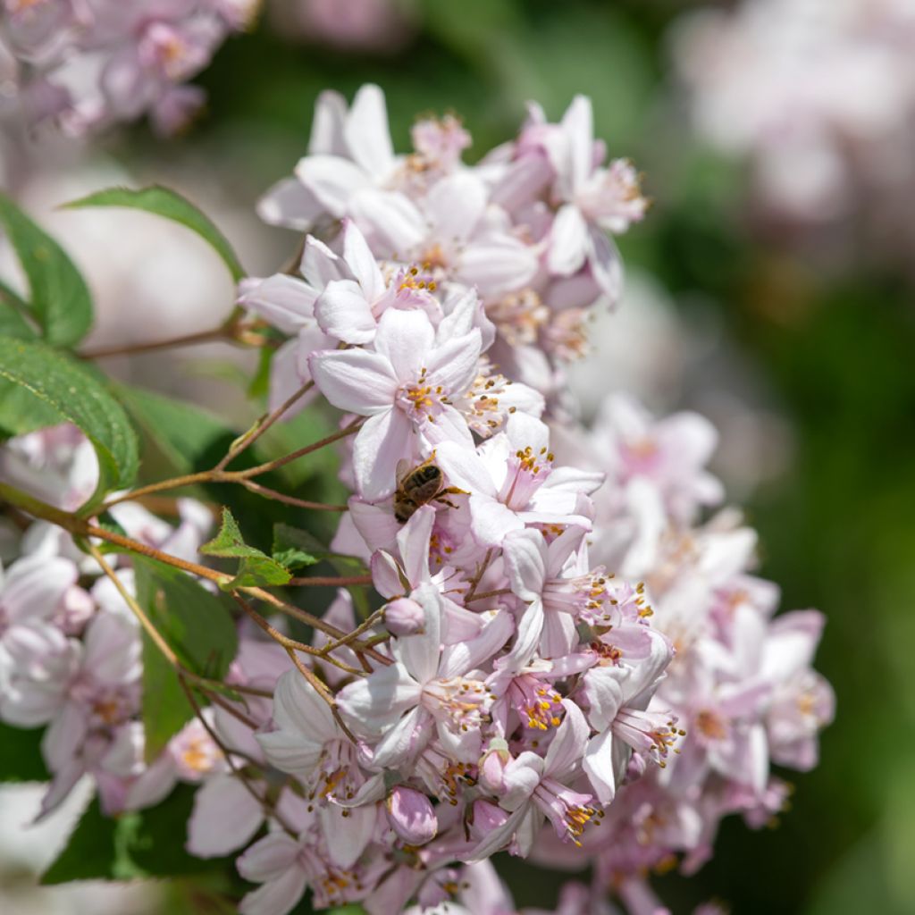 Deutzia Mont Rose
