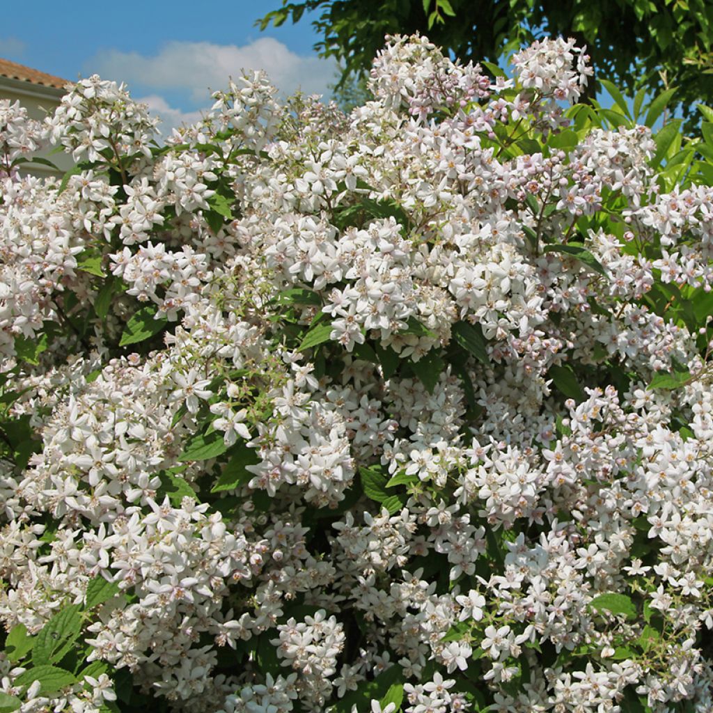Deutzia Mont Rose