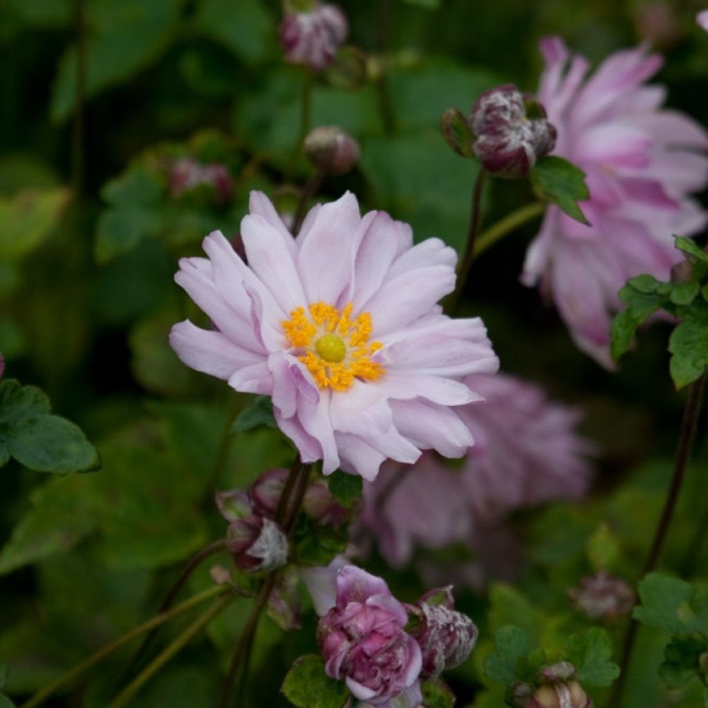 Anemone Mont Rose - Anemone giapponese