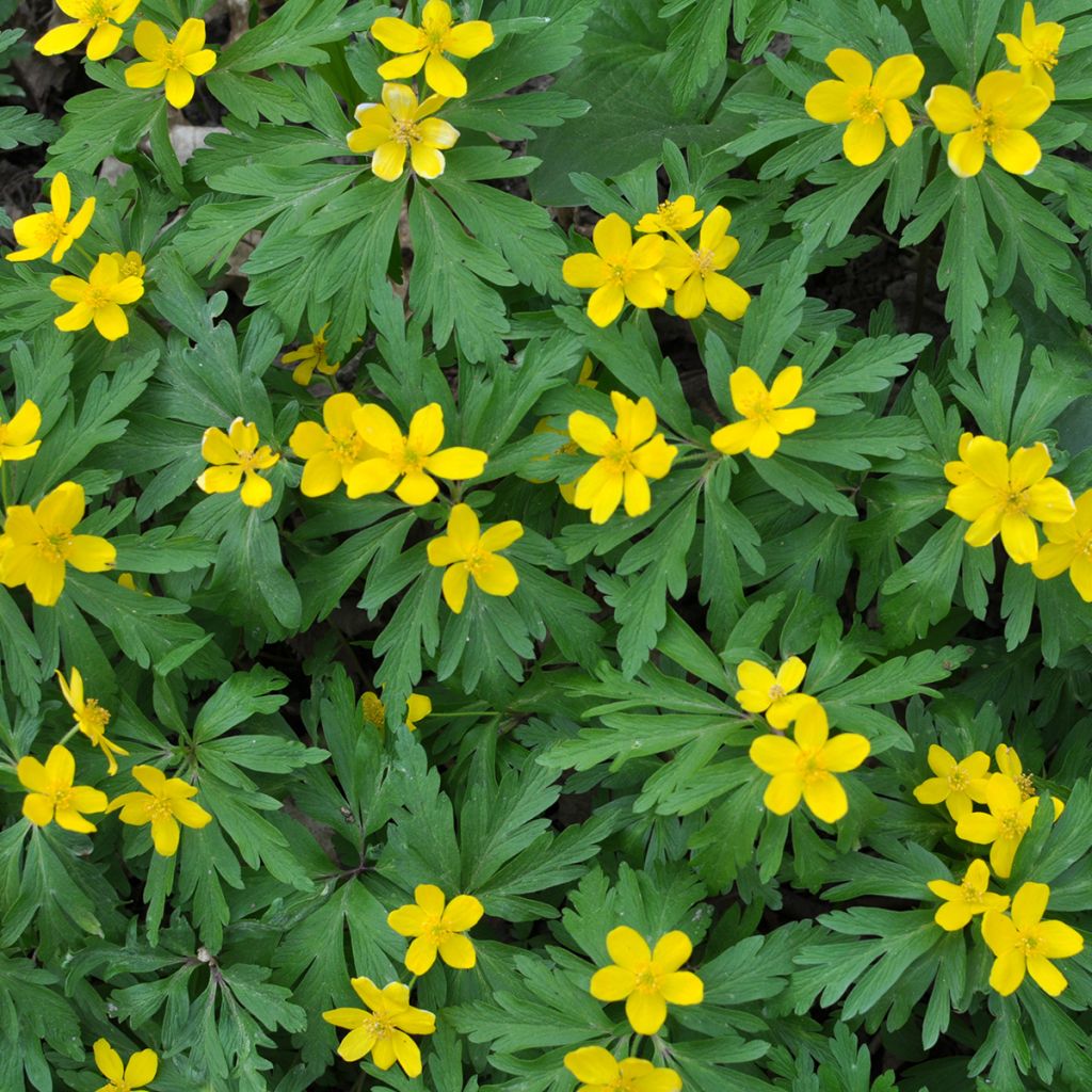 Anemone ranunculoides - Anemone gialla