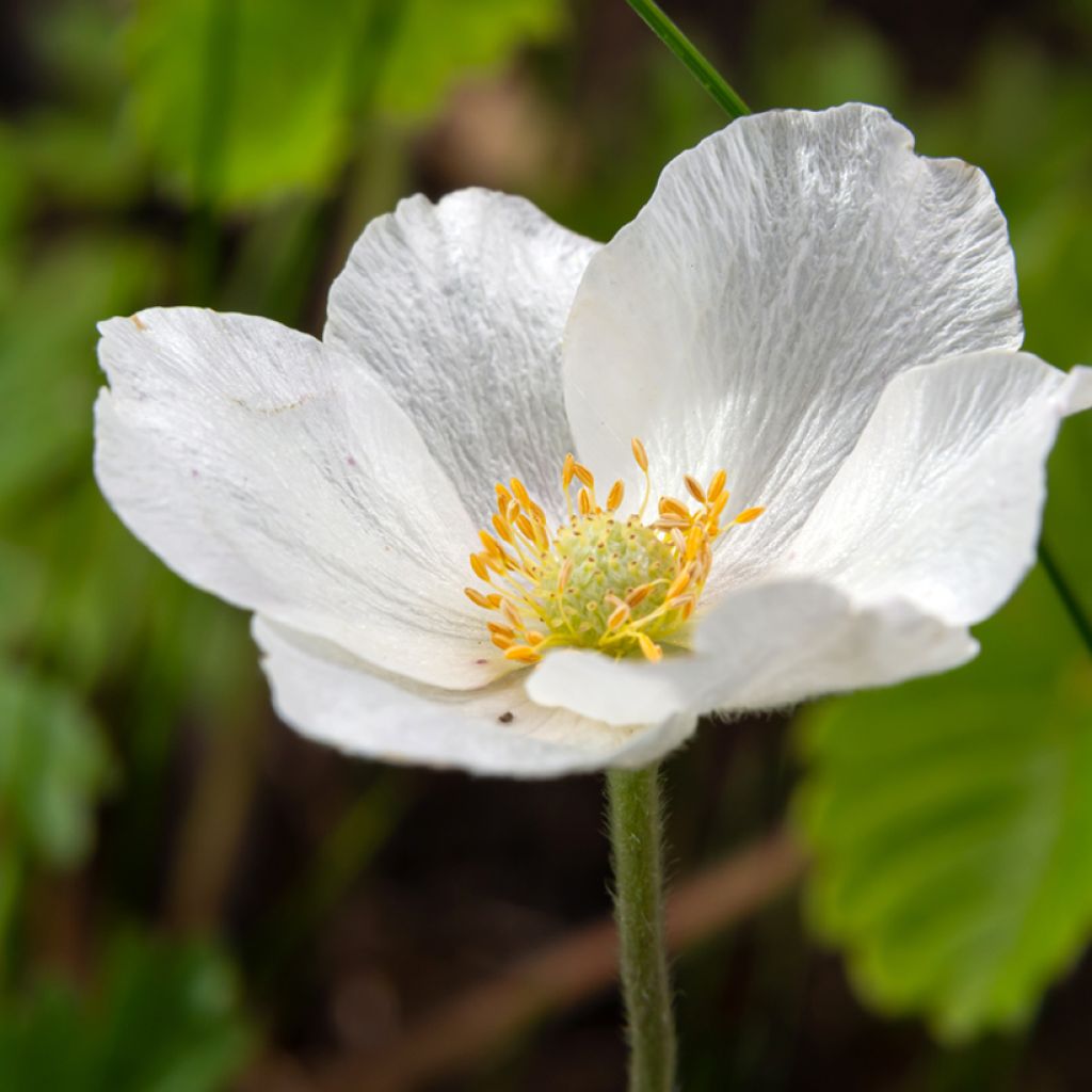 Anémone sauvage - Anemone sylvestris