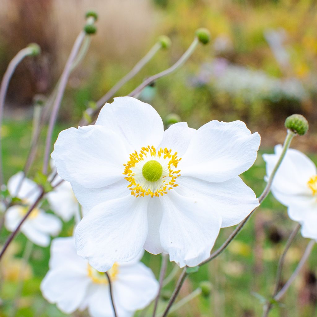Anemone Whirlwind - Anemone giapponese