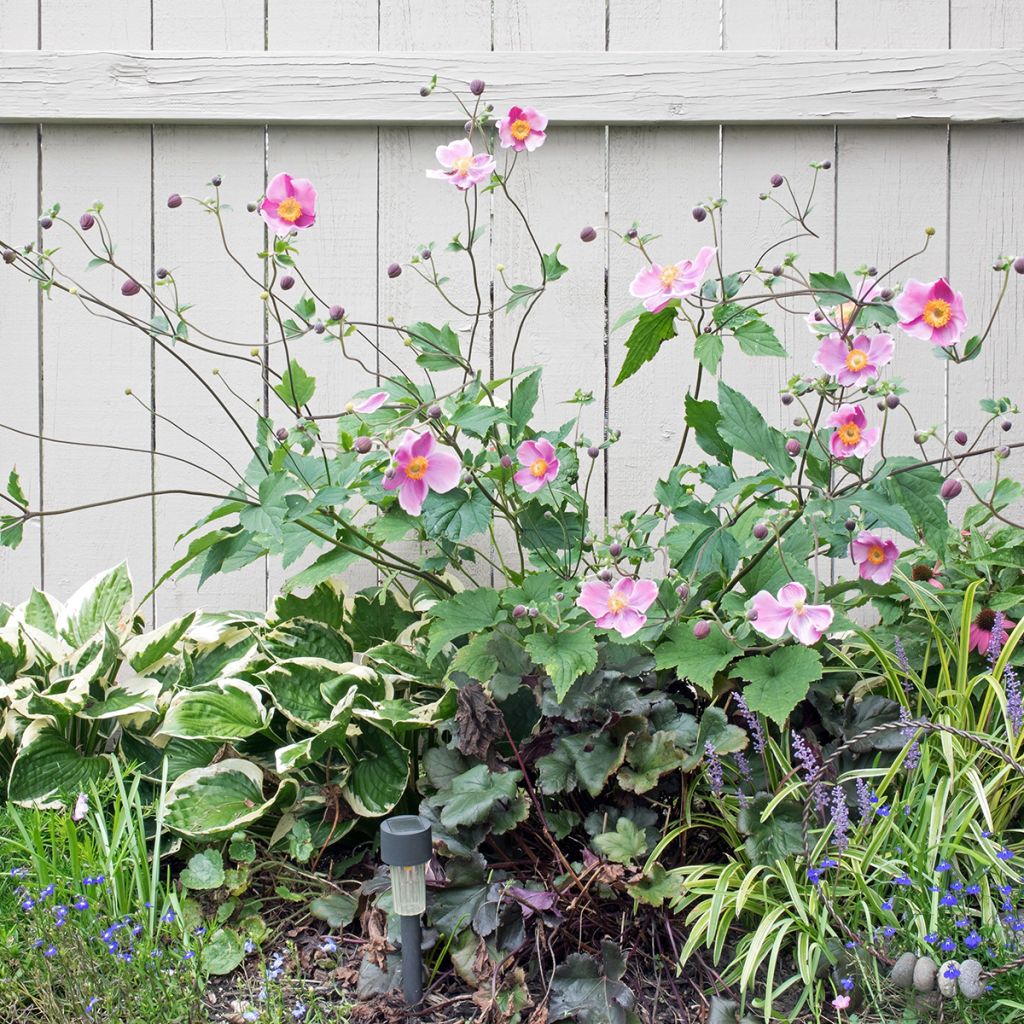 Anemone hupehensis September Charm - Anemone giapponese