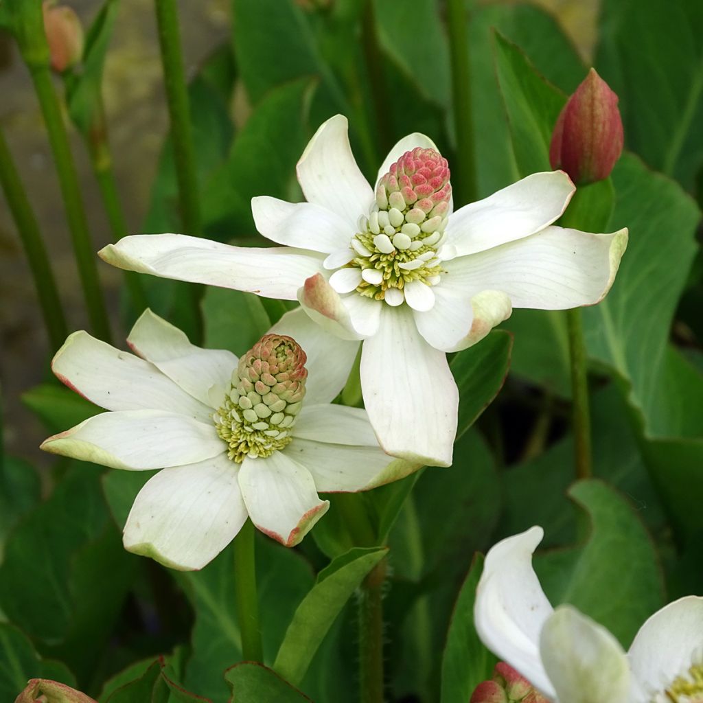 Anemopsis californica